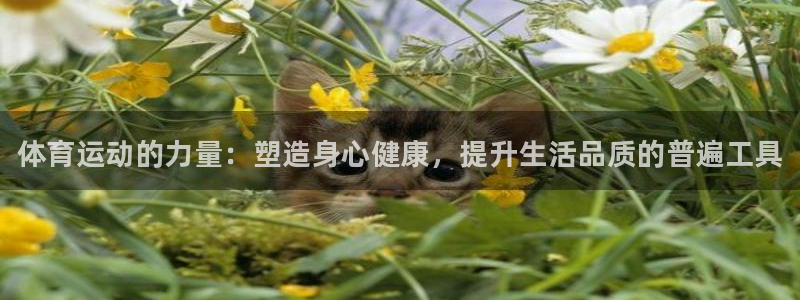 vsport体育官网下载