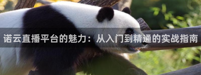 斗球直播nba下载：诺云直播平台的魅力：从入门到精通的实战指南