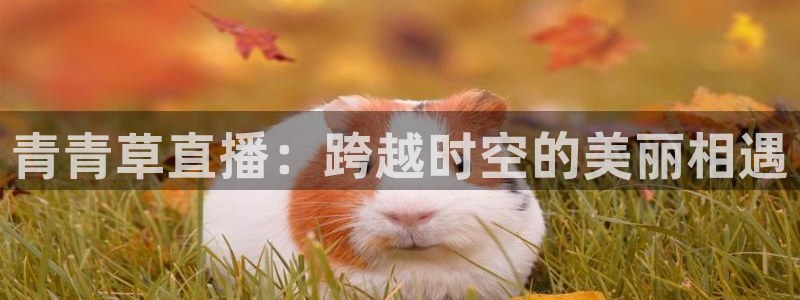 斗球直播app官方版：青青草直播：跨越时空的美丽相遇